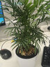 九千谷袖珍椰子树盆栽绿植花卉凤尾竹散尾葵盆景四季常青源头直发 实拍图