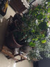 华观家居（Home Giving Furniture）凳子实木花架客厅花盆简约现代阳台木制阶梯多肉绿箩植物组合花架 100中小组合 实拍图
