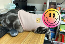 宠星记 宠物衣服 小型犬狗狗 小猫咪 冬季居家防飘毛 泰迪比熊雪纳瑞 粉色大号XL 胸围41-45cm 实拍图