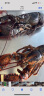 海宏盈【活鲜】大龙虾鲜活波龙波斯顿大龙虾波士顿大虾海鲜生鲜年货送礼 1.8-2.1斤/只 实拍图
