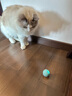 宠有引力猫玩具逗猫球自嗨解闷激光笔逗猫棒智能滚滚球自动电动智能玩具 自动逗猫球 蓝色【店长推荐】 实拍图