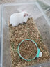 柒哦猫碗狗碗双碗防打翻悬挂式宠物食盆不锈钢挂笼子猫粮饭盆兔子碗 花瓣粉小号【含不锈钢碗】 悬挂式猫碗 实拍图