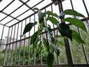 白兰花盆栽花卉植物室内花四季黄角兰白玉兰花树苗老桩带花苞开花 白兰4年苗70cm高当年开花 不含盆 实拍图