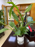 室内花卉吊兰办公室桌面小绿植盆栽水培多肉植物 白掌 实拍图