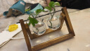 九月生花瓶绿萝水培花盆器皿透明玻璃插花瓶创意水养植物花器客厅2个瓶 实拍图