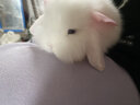 暮秋小主血统宠物兔垂耳兔活体大型安哥拉长毛迷你侏儒猫猫兔活物已做疫苗 单血统暹罗侏儒猫猫兔 实拍图