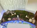 东方之约 假山石槽小鱼缸鱼池循环喷泉水景微景观瀑布流水器摆件造景配件 款式十 山明水秀30cm 实拍图