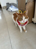 嬉皮狗新年项圈宠物挂饰小猫咪狗狗项链脖圈围脖围巾脖饰颈圈喜庆装饰品 春龙抬首；M中号 实拍图