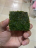 云峰海瑞 鱼缸水草前景莫丝莫斯水草水族箱造景套餐水草活体草缸造景装饰 珊瑚5*5网片定植 实拍图