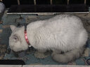 WOWO猫罐头猫零食 猫湿粮成猫幼猫宠物浓汤补水罐 鸡胸肉鹌鹑蛋味1罐 实拍图
