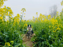 好主人 全犬种通用成犬狗粮 牛肉果蔬味10kg 实拍图