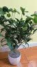 开时果 四季桂花树苗盆栽老桩浓香型花卉 室内植物客厅阳台好养绿植盆景 【家居点缀】精品桂花/40-50cm+不规则瓷盆 基地直发 实拍图