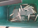 佳钓尼（JIADIAONI）活鱼桶钓鱼手提路亚装鱼箱可折叠钓箱野钓专用一体成型 40cm 晒单实拍图