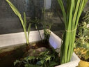 逸乐宠鱼缸水草活体鱼缸造景懒人水草套餐有茎类水榕前中后景水兰珍珠皇冠真水草水兰水族箱装饰小鱼缸造景 碗莲种子5颗已发芽 实拍图