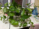 水培植物玻璃瓶透明玻璃花瓶容器绿萝花盆圆球形鱼缸水养大号器皿 20灯笼花瓶-水培 实拍图