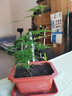 文竹盆栽植物室内办公室绿植花卉盆栽盆景四季常青小盆栽 中文竹【高25厘米】两盆 实拍图