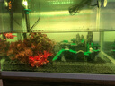 玩家宝贝鱼缸水草泥水族箱造景水草种植泥土亚马逊泥不浑水不粉化 亚马逊水草泥【 3kg / 约3升 】 实拍图
