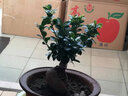 山头林村大型榕树S造型盆景盆栽室内风吹气根客厅植物人参老桩 大款人参榕(40-45cm高) 实拍图