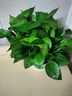 九千谷绿萝盆栽除甲醛绿植花卉办公室桌面花草植物盆景2盆源头直发 实拍图