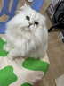 英绅宠物电推剪狗狗猫咪剃毛器宠物店专业推狗毛美容泰迪脚毛推子8780 10个刀头+电推剪 实拍图