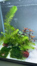 疯狂水草（FKSC）莫斯水草活体植物鱼缸造景底部前景套餐懒人阴性莫斯树沉木水榕 火焰垂泪莫斯组合 实拍图