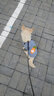 喵先生宠物狗狗衣服小型犬泰迪衣服冬季猫咪狗衣服小狗衣服透气两脚卫衣 平安暴富款M码建议 （5-8斤） 实拍图