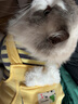 华元宠具（hoopet）猫咪衣服防掉毛蓝猫宠物布偶英短美短秋冬薄款冬季保暖可爱四脚衣 【薄绒款】俏皮猫咪背带裤黄色 M-（建议6-10斤） 实拍图