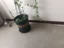 环球（HUAN QIU）花盆带托盘 加厚阳台花卉盆栽种植盆月季茉莉绣球栀子花加仑花盆 7加仑-口径38cm高40cm 盆+托【1个】 实拍图
