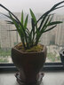 劉閣蘭花兰花苗 君荷 夏带浓香花苞出售室内花卉兰花苗兰草盆栽 4苗连体裸根 实拍图