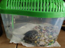 龟真寿中号芒果盒（28*20*17cm）乌龟缸带晒台 塑料手提龟缸 带盖龟缸  实拍图
