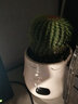 昊兰诺金冠仙人球【多头金丝猴】仙人掌 多肉植物 办公室  小盆栽 金冠仙人球+小猪花盆 含盆 实拍图