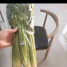 诸氏橙品【有机】西芹 可榨汁芹菜 生食沙拉食材炒菜百搭新鲜有机叶菜 有机西芹2.25KG-家庭惠享 实拍图