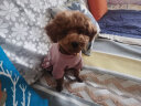 迪普尔 宠物衣服保暖泰迪比熊中小型犬勇敢熊绒衣冬季狗狗用品 粉色L（适合6-8斤） * 实拍图