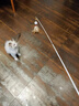 多可特逗猫棒长杆木柄伸缩羽毛逗猫棒替换头猫咪用品猫玩具耐咬逗猫器 可伸缩（一杆+1个羽毛头） 实拍图