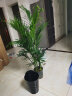 大型绿植盆栽室内客厅绿植盆栽大绿植商场办公室开业乔迁绿植花卉盆景 散尾葵1.1-1.2米 含盆 晒单实拍图