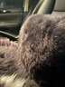 百冉皮毛一体冬季纯羊毛汽车坐垫长毛无靠背座垫真毛车垫单片方垫毛垫 前排一片+1个腰靠灰色 其他车型留言车型(95%车型可用) 实拍图