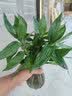 缤贤观音竹富贵竹水培植物带根绿植办公室内盆栽转运竹带好养水养玻璃 观音竹(随机颜色钻石瓶)+营养液 带盆栽好 实拍图