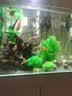 水族箱鱼池鱼缸水草箱造景仿真水草 人物假山珊瑚贝壳假鱼水草塑料水草 仿真植物 鱼缸布景 CO01香草绿色 高12CM 实拍图