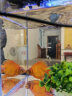 迁山创意乔迁礼品客厅桌面玻璃流水鱼缸办公室循环转运生财景观摆件 鱼缸-仿真款 晒单实拍图