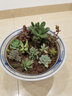 春草碧多肉植物盆栽老桩24款入门肉肉迷你多肉办公室内阳台桌面绿植花卉 精选多肉10颗不含盆 实拍图