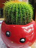 昊兰诺金冠仙人球【多头金丝猴】仙人掌 多肉植物 办公室  小盆栽 金冠仙人球+笑脸花盆 含盆 实拍图
