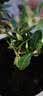 叶之静沙漠玫瑰花苗盆栽四季开花鲜花庭院室内绿植盆景花卉 新娘 精品中苗 实拍图