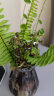 沭之美薄荷水培植物室内客厅桌面花卉盆栽绿植盆栽植物 薄荷+菱形玻璃瓶 晒单实拍图
