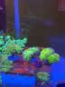威力顿国象珊瑚专用胶海缸水族造景SPS粘珊瑚基座底座纽扣活石LPS鱼缸水草莫斯强力啫喱胶水可水下操作 国象珊瑚胶20g*3支(送指套) 实拍图