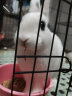 洁西 幼兔专属轻奢口粮2.5kg 宠物兔饲料兔兔通用营养粮食 晒单实拍图