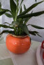 九千谷花盆 柿柿如意陶瓷柿子花瓶水养绿萝水培花盆11*8.2cm大号9102 晒单实拍图