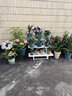 爱丽思（IRIS）花架塑料露台台阶花盆架子园艺用品阳台种菜盆支架花架落地式 FS-760茶三层宽75*高60*进深54 实拍图
