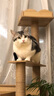 佩玛思特猫粮 深海鱼鸡肉系列 成猫幼猫低敏猫主粮 佩玛斯特 毛发管理成猫粮2kg 实拍图