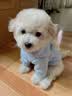 嬉皮狗（hipidog） 狗狗衣服秋冬季泰迪衣服小型犬保暖打底衫防掉毛比熊幼犬衣服 杏色小熊绒衣 XS (建议体重2-4斤) 实拍图