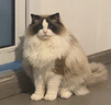 伊珊娜宠物沐浴露狗狗洗澡液猫咪沐浴露 经典系列香波浴液清洁 护毛素 香蕉沐浴露/中毛500ml 实拍图